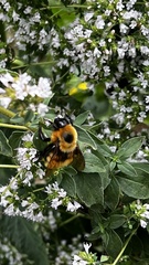 Bombus dahlbomii