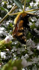 Bombus dahlbomii