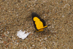 Xanthyris flaveolata