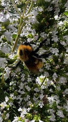 Bombus dahlbomii