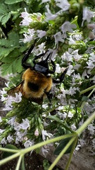 Bombus dahlbomii