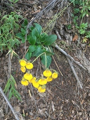 Calceolaria biflora