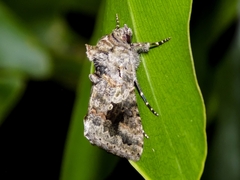 Ctenoplusia molybdina