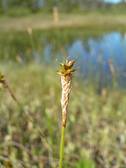 Carex exilis