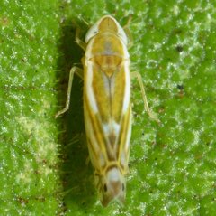 Alconeura dorsalis