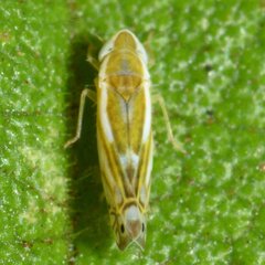 Alconeura dorsalis