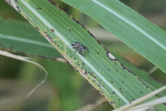 Dendryphantes mordax