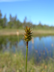Carex exilis