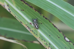 Dendryphantes mordax