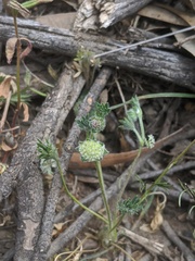 Actinotus gibbonsii