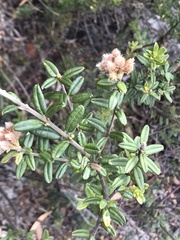 Oxylobium ellipticum