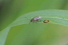 Disonycha bicarinata