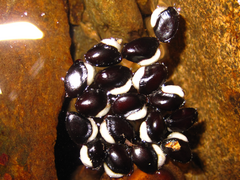 Akebia quinata