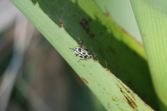 Astylus atromaculatus