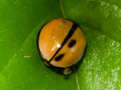 Cheilomenes propinqua