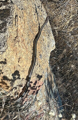 Masticophis lateralis