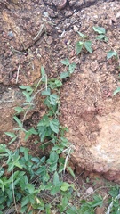 Macroptilium atropurpureum