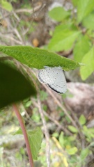 Celastrina echo gozora