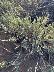 Ericameria ericoides
