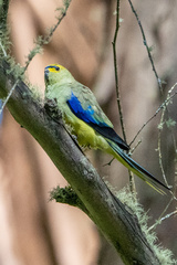 Neophema chrysostoma