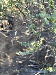 Ericameria ericoides