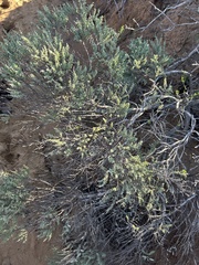 Ericameria ericoides