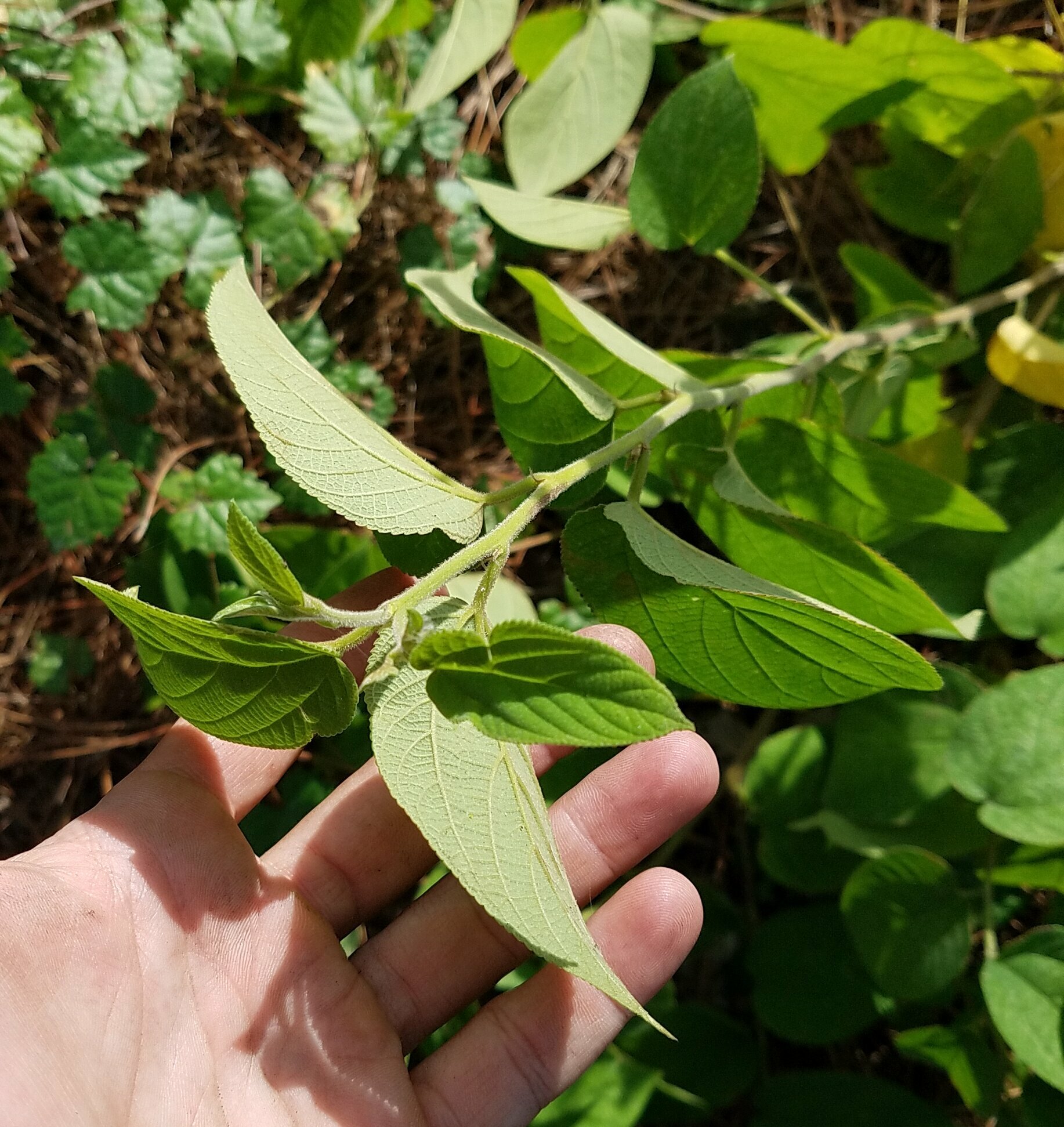 Trema micrantha (L.) Blume