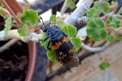 Nicrophorus mexicanus