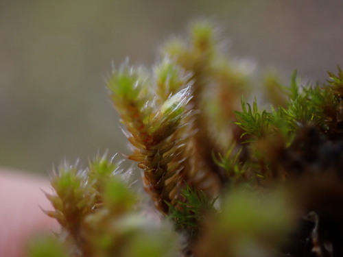 Image of Hedwigia stellata by no rights reserved