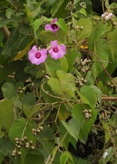 Ipomoeeae