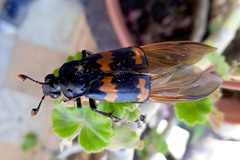 Nicrophorus mexicanus
