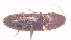 Monocrepidius submarmoratus