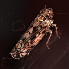 Scaphoideini