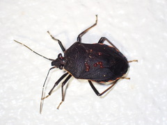 Schraderiellus cinctus