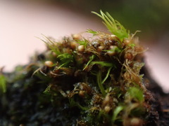 Pleuridium acuminatum