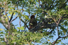 Synallaxis albescens