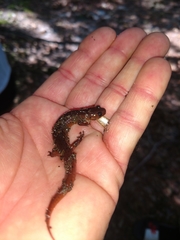 Pseudotriton montanus