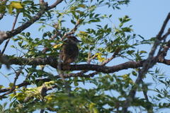 Synallaxis albescens