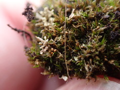 Pleuridium acuminatum