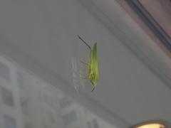 Euconocephalus varius