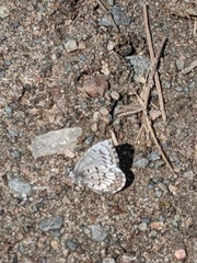 Celastrina