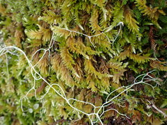 Homalothecium aureum