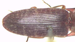 Monocrepidius submarmoratus