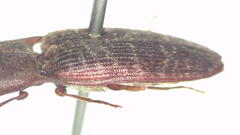 Monocrepidius submarmoratus