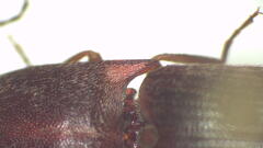 Monocrepidius submarmoratus