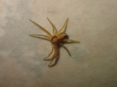 Philodromus rufus