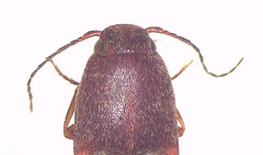Monocrepidius submarmoratus