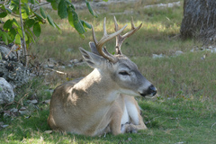 Odocoileus virginianus clavium