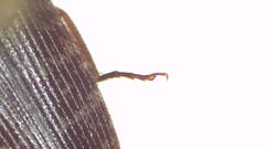 Monocrepidius submarmoratus