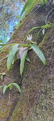 Aspasia epidendroides